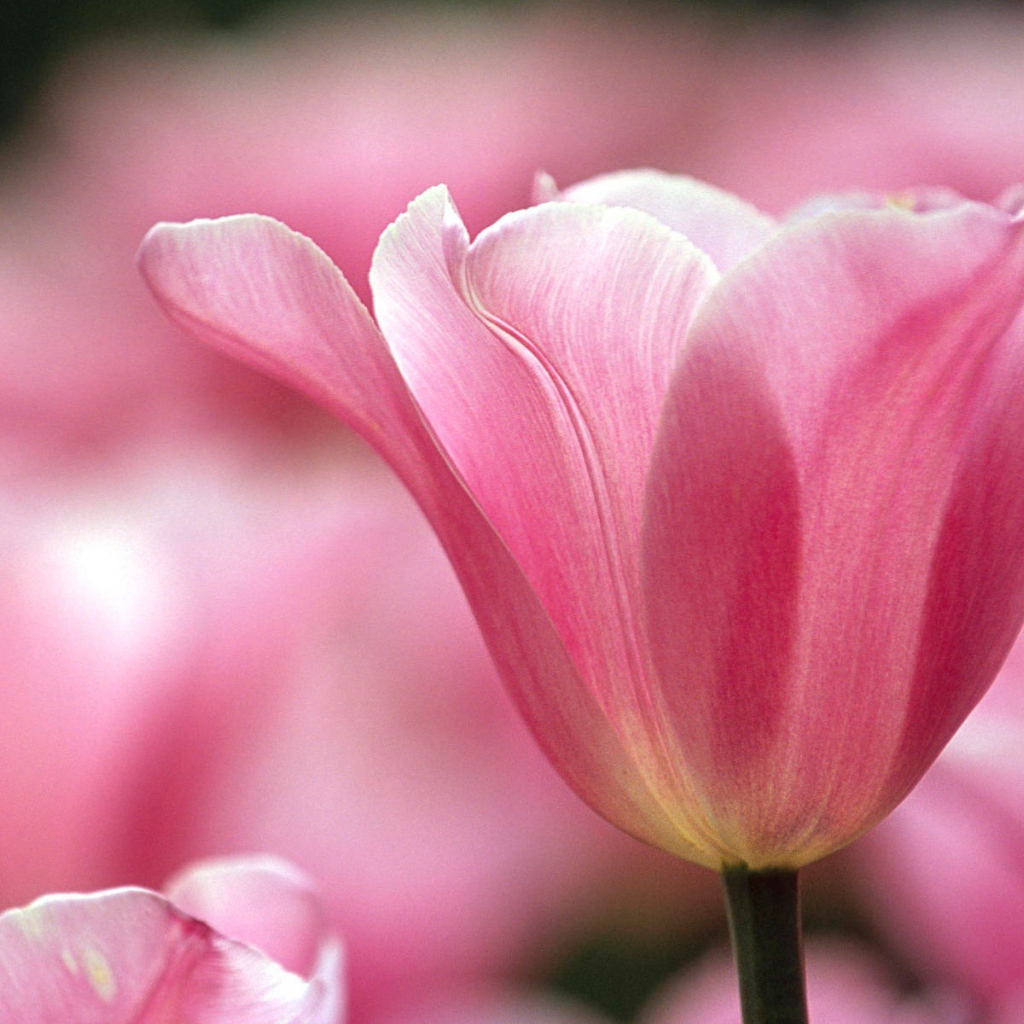 Распускающийся цветок в парке