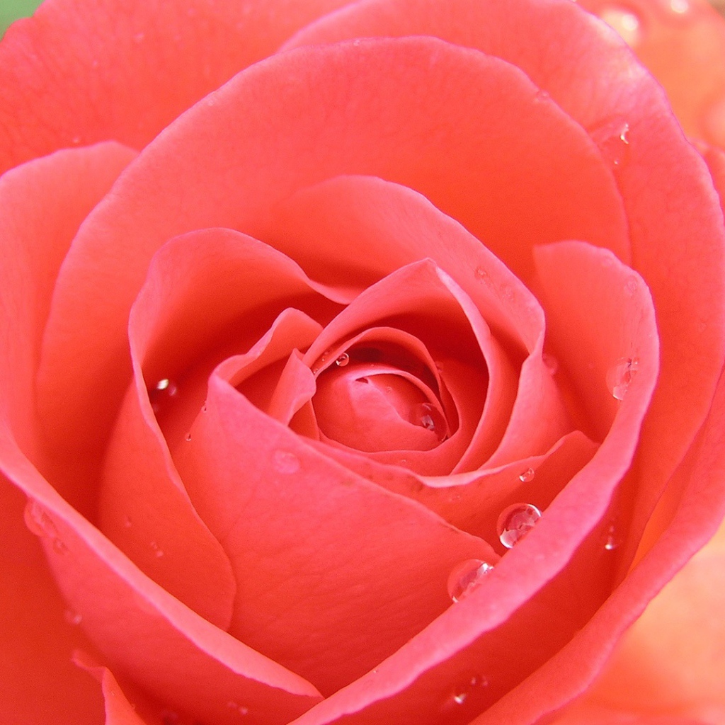 Тропическая роза