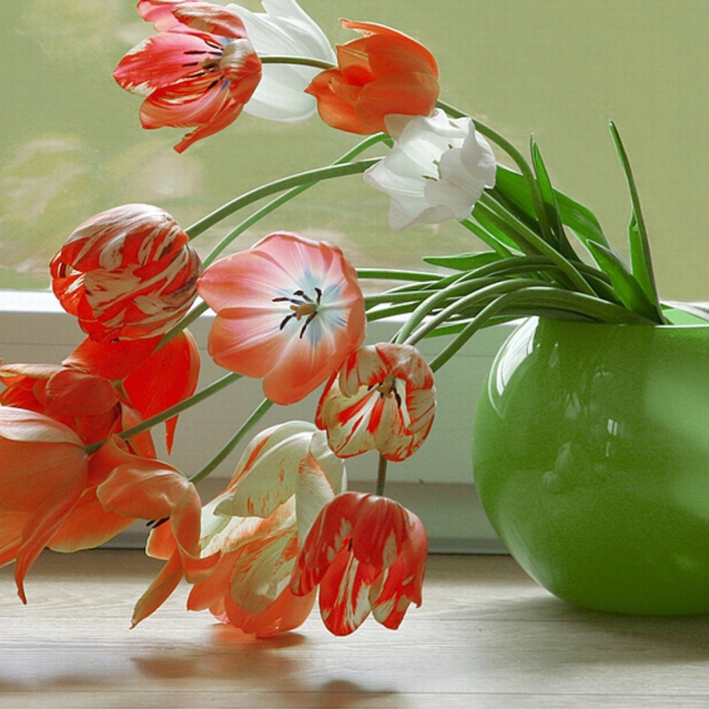 Тюльпаны у окна