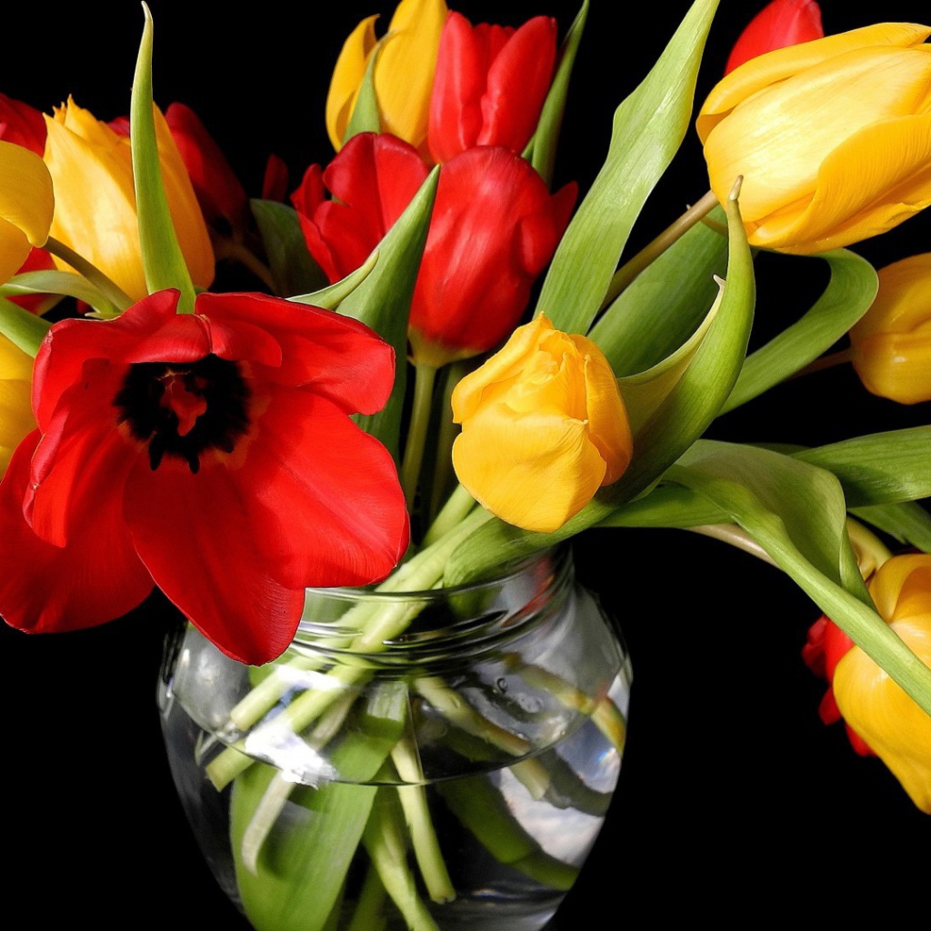 Тюльпаны в банке