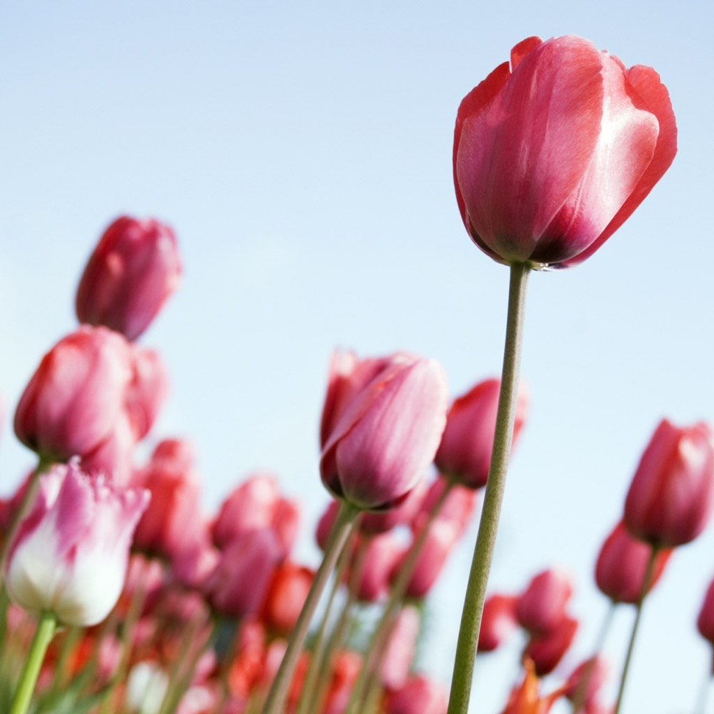 Рост тюльпанов