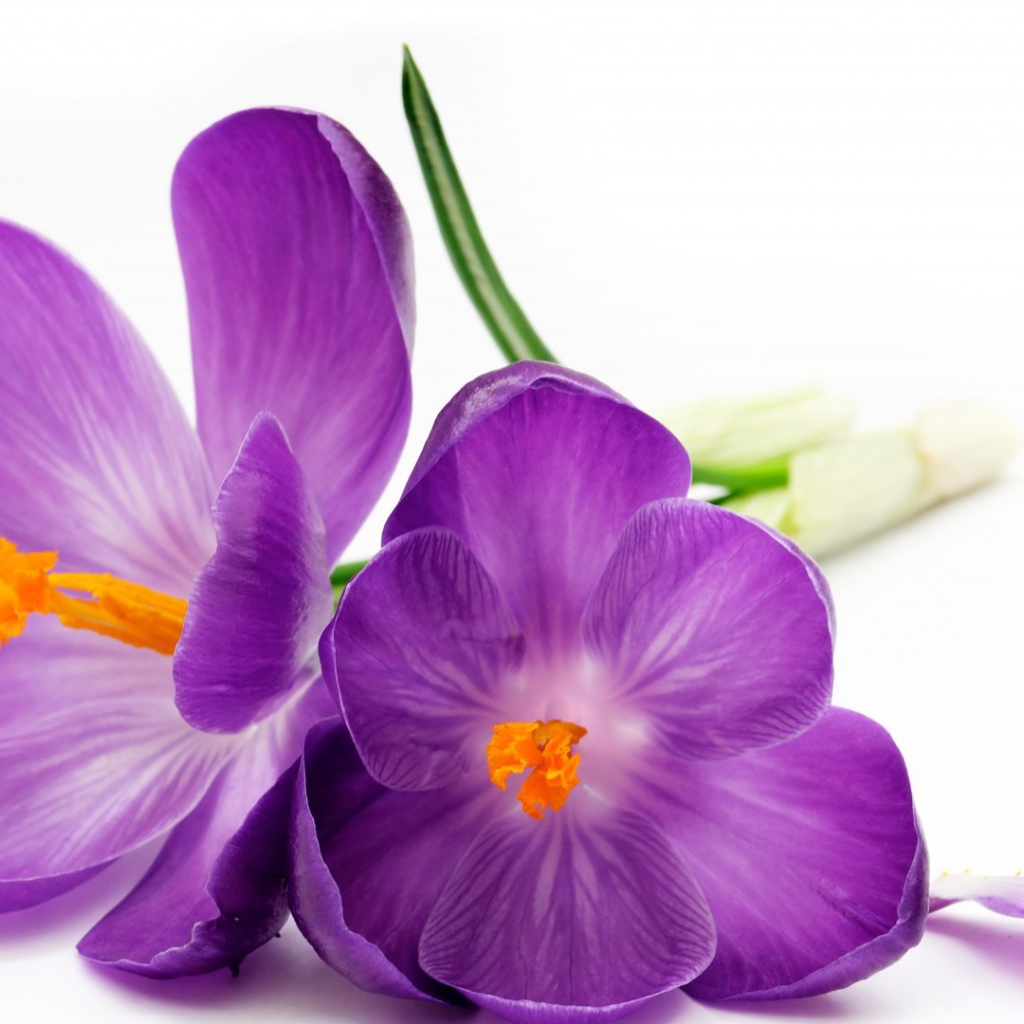 Два фиолетовых цветка