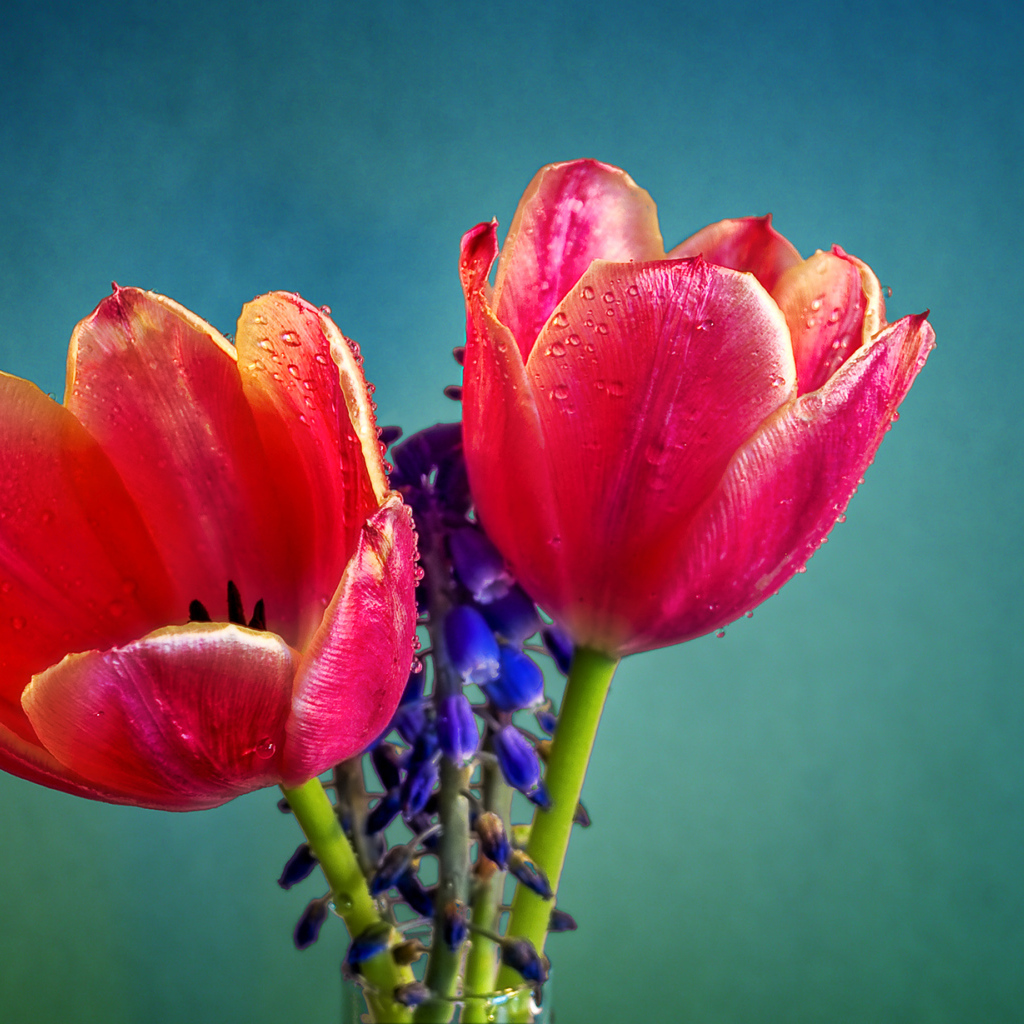 Два красных тюльпана