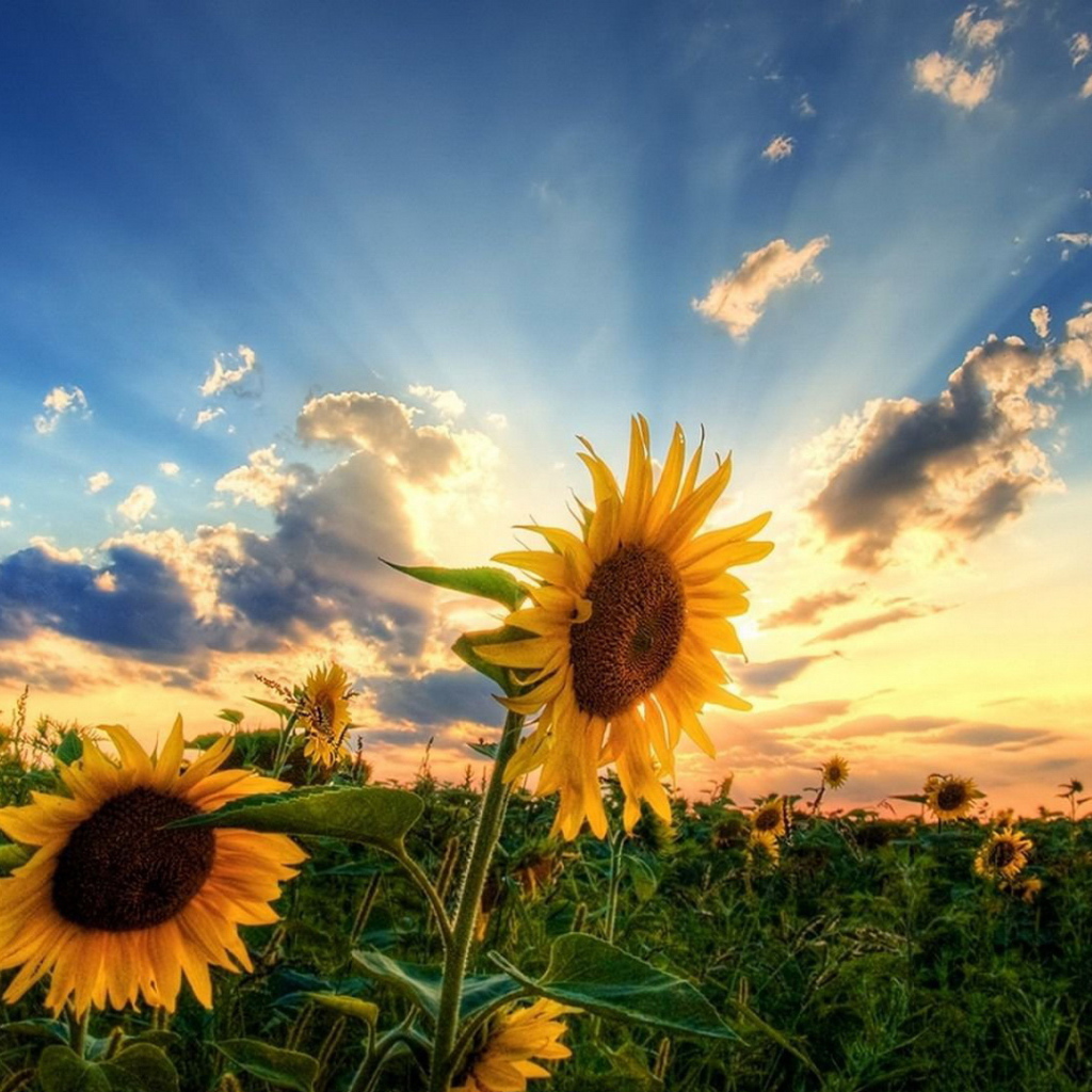 Два подсолнуха на зеленом поле