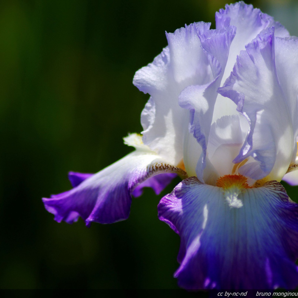 Двухцветный ирис