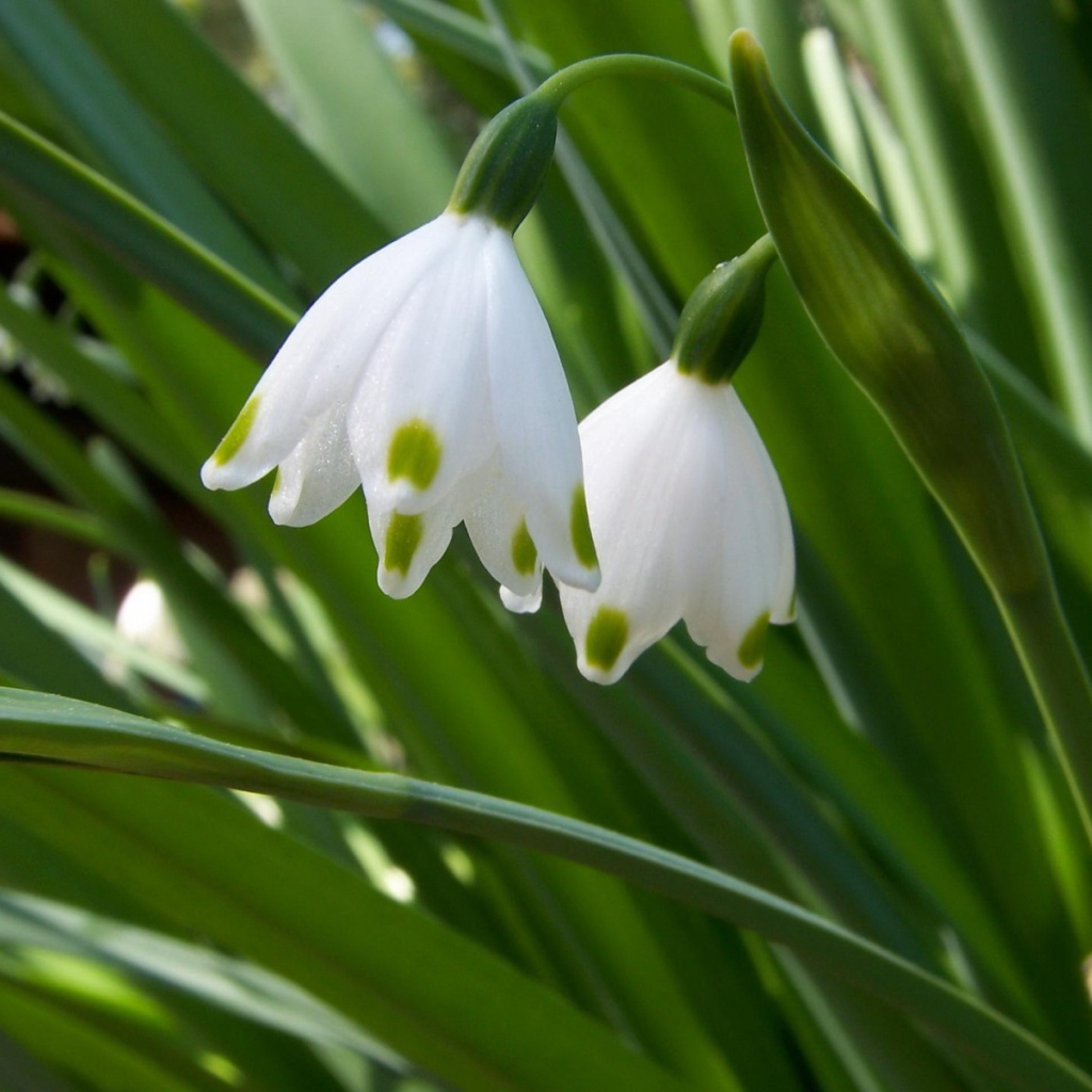 Два белых колокольчика