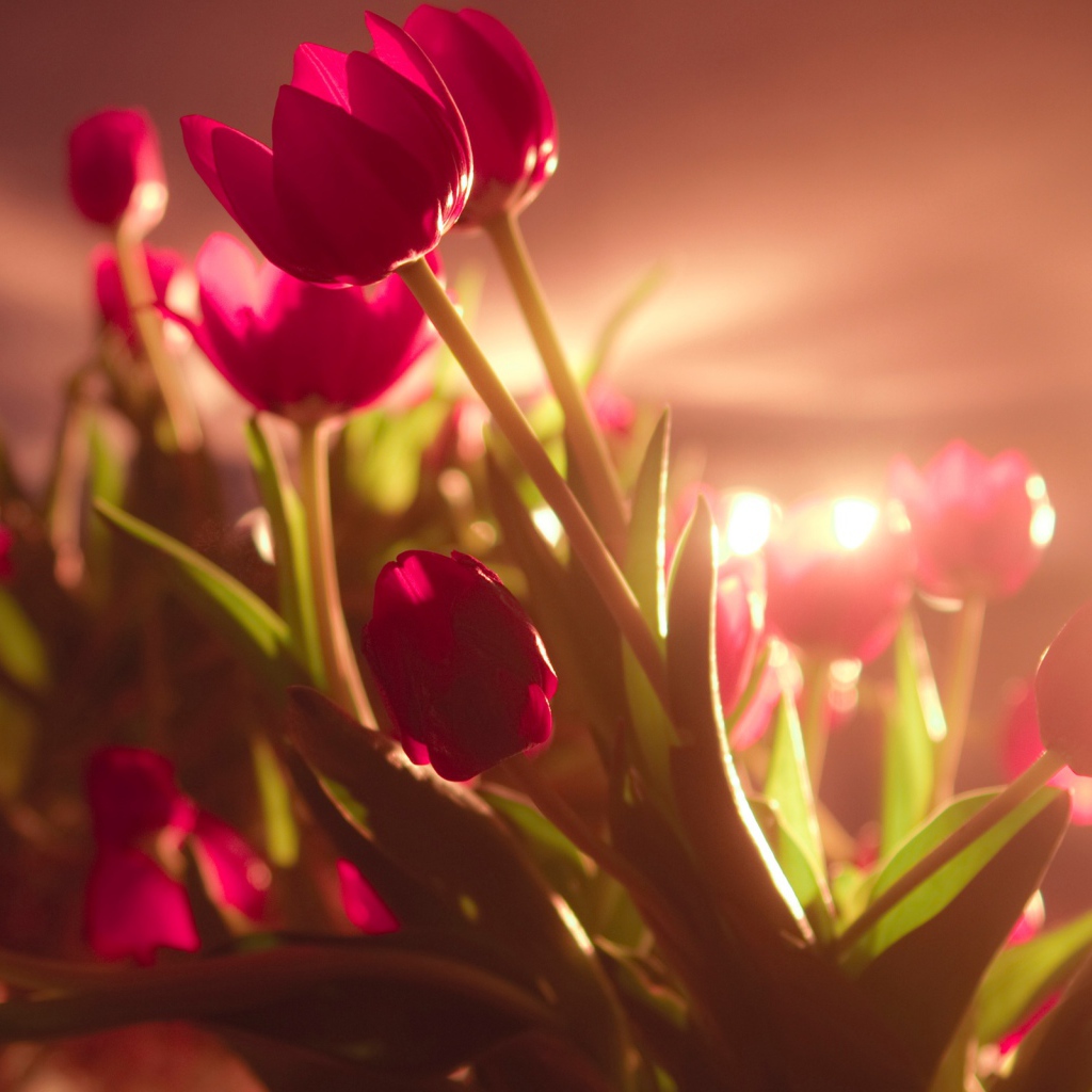 Яркие красные тюльпаны