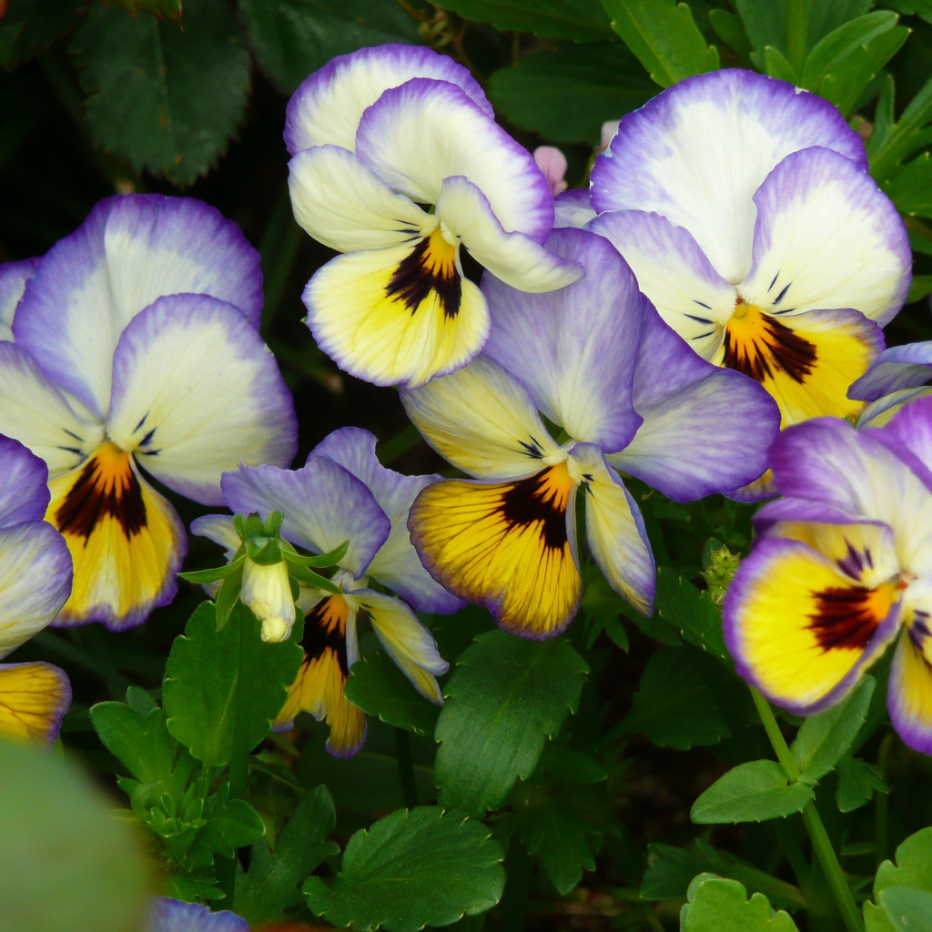 Виолы (фиалки, анютины глазки)