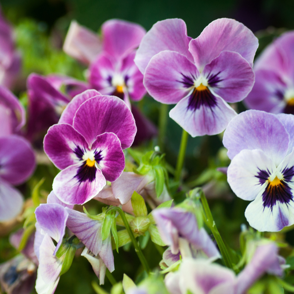 Виолы (фиалки, анютины глазки) на лужайке