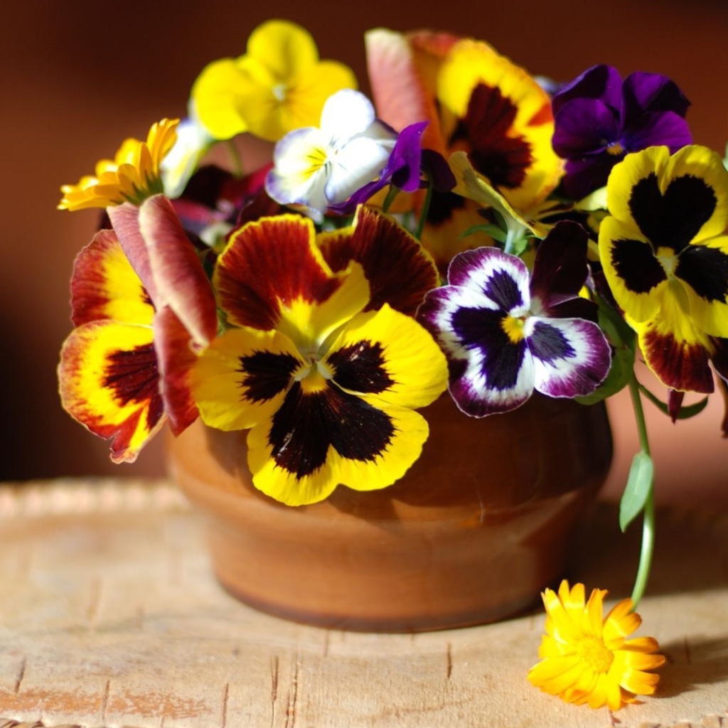 Цветы виола (фиалка,анютины глазки) дома на столе