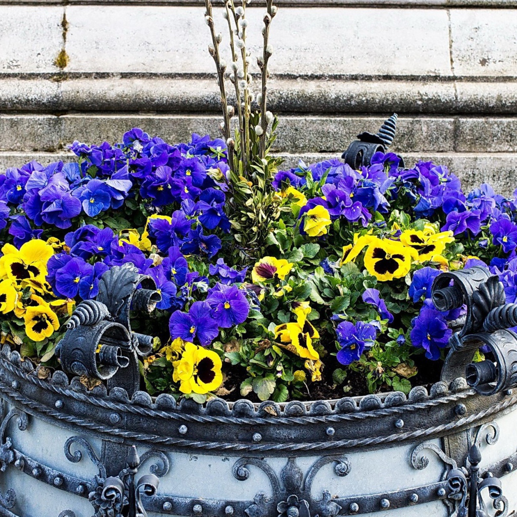 Цветы виола (фиалка,анютины глазки) весной