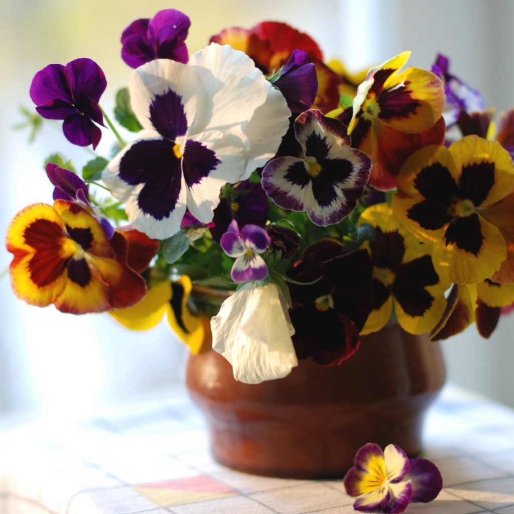 Цветы виола (фиалка,анютины глазки) в горшке