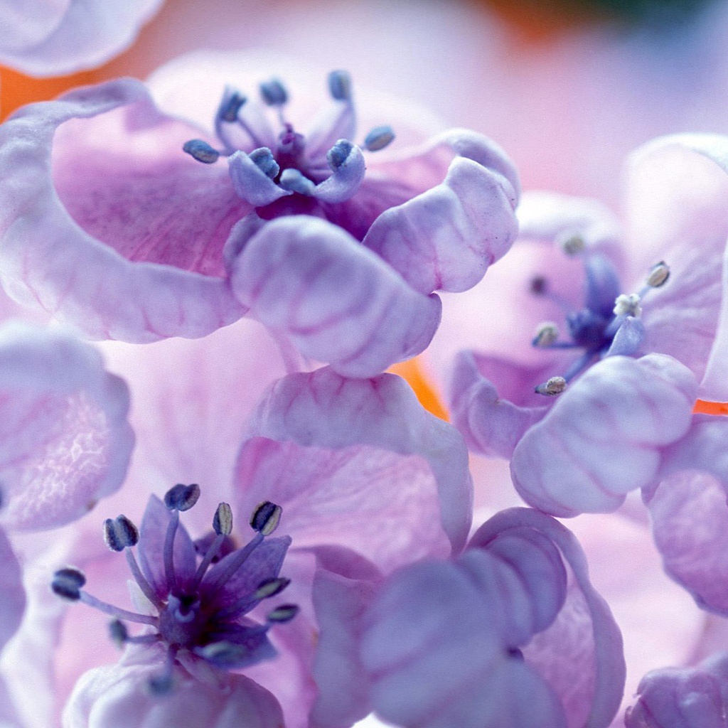 Фиолетовые цветы