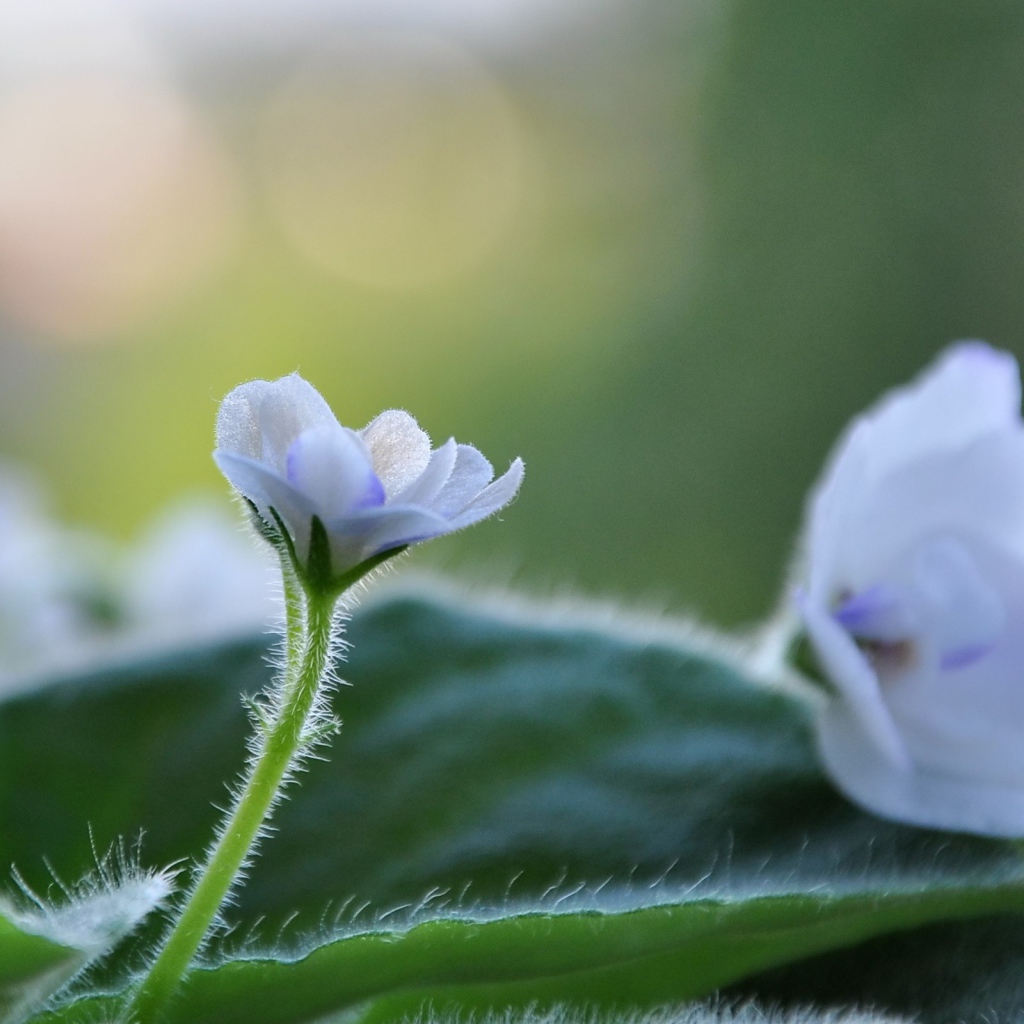 Цветок фиалки