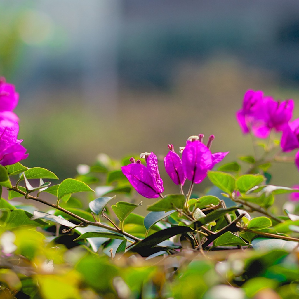 Фиолетовые цветки