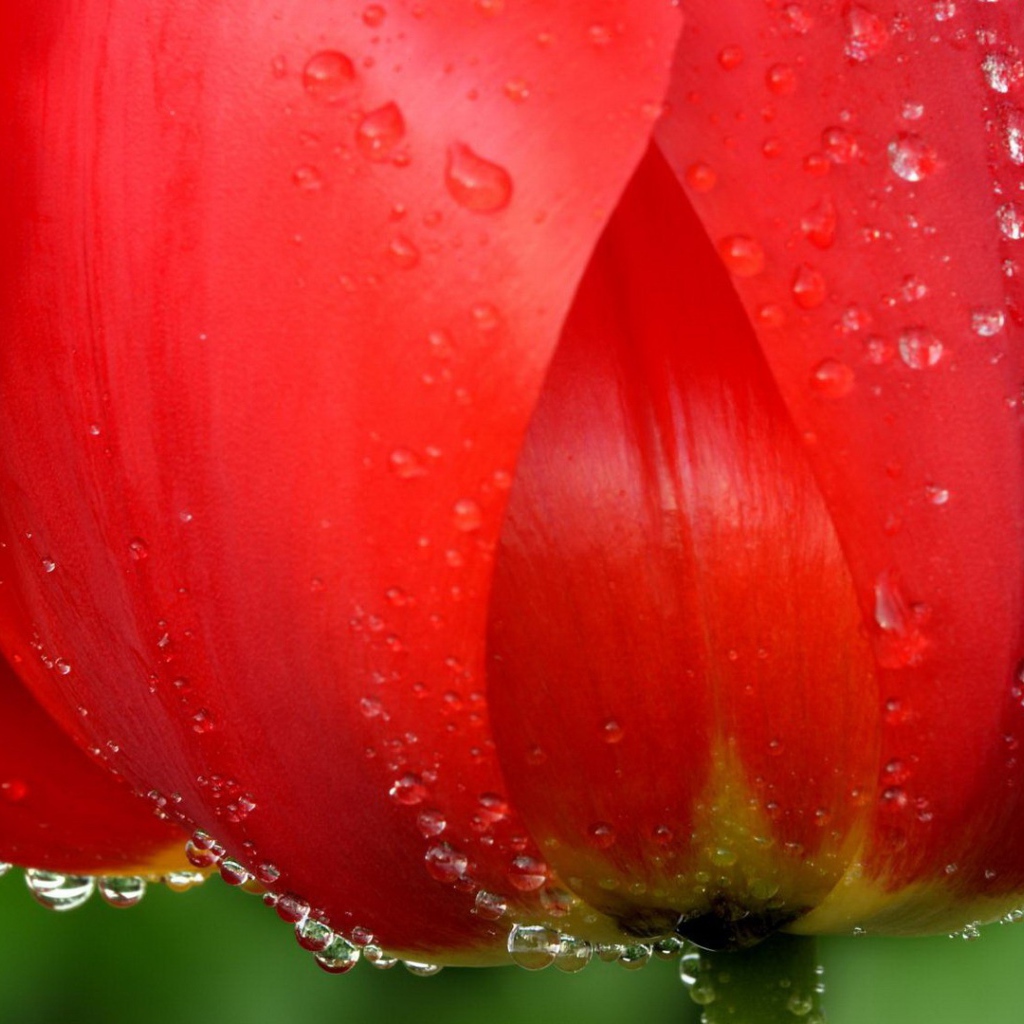 Water drops on the petals of the flower