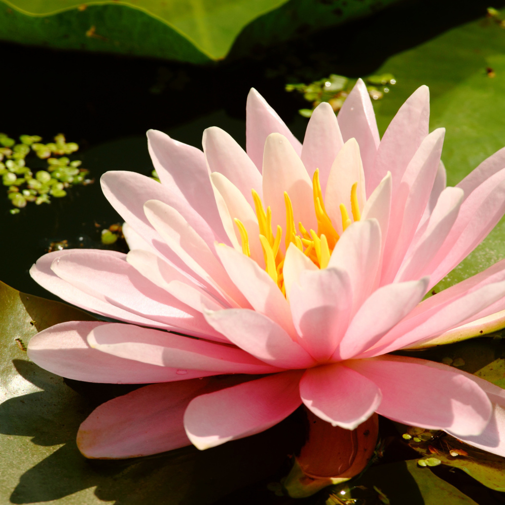 Водяная на болоте нимфея