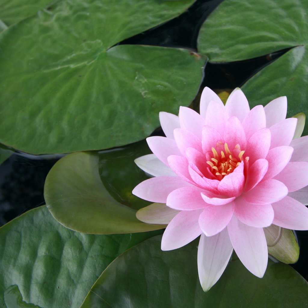 Водяная розовая лилия