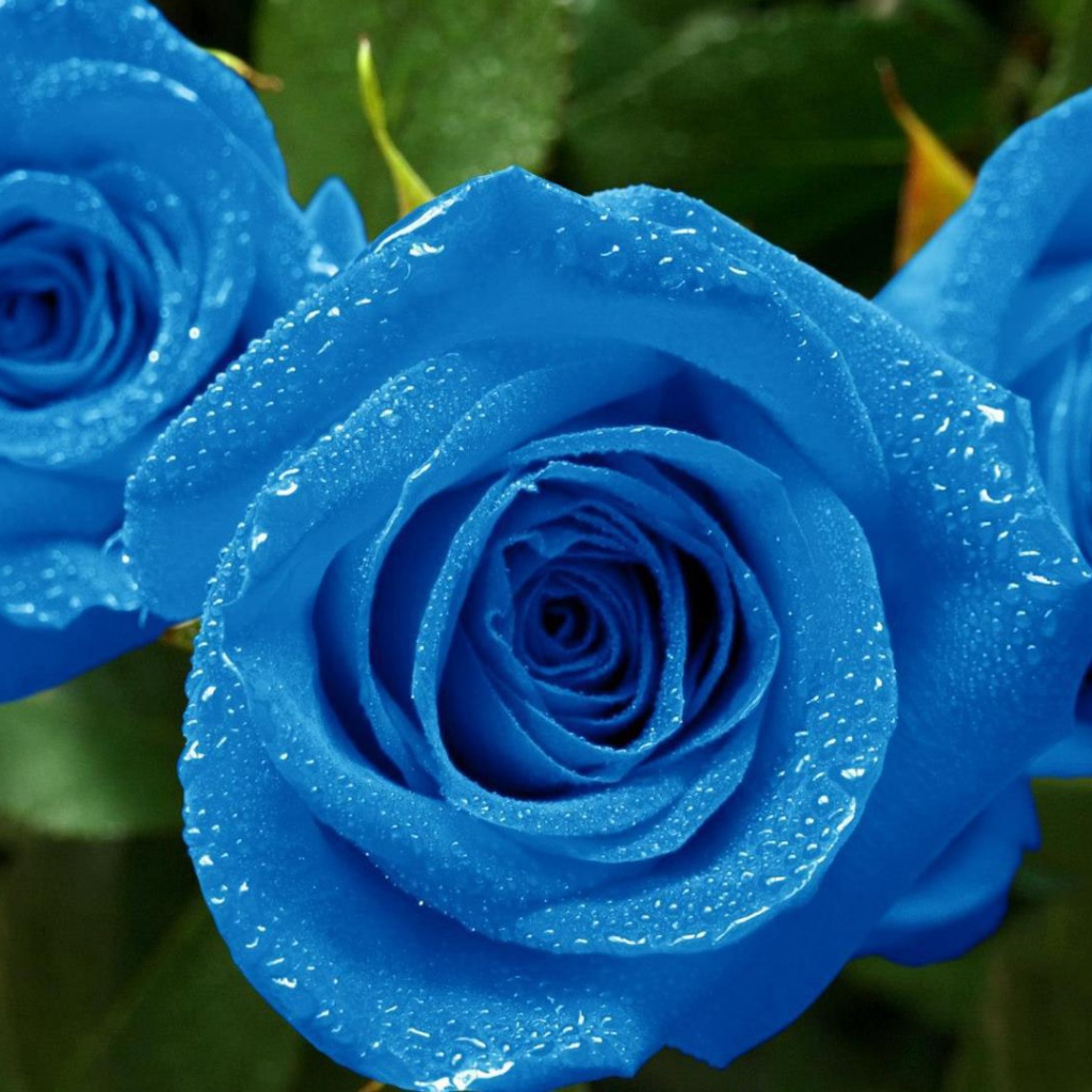 Мокрые синие розы в саду