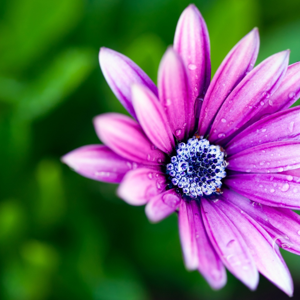 Мокрая ромашка