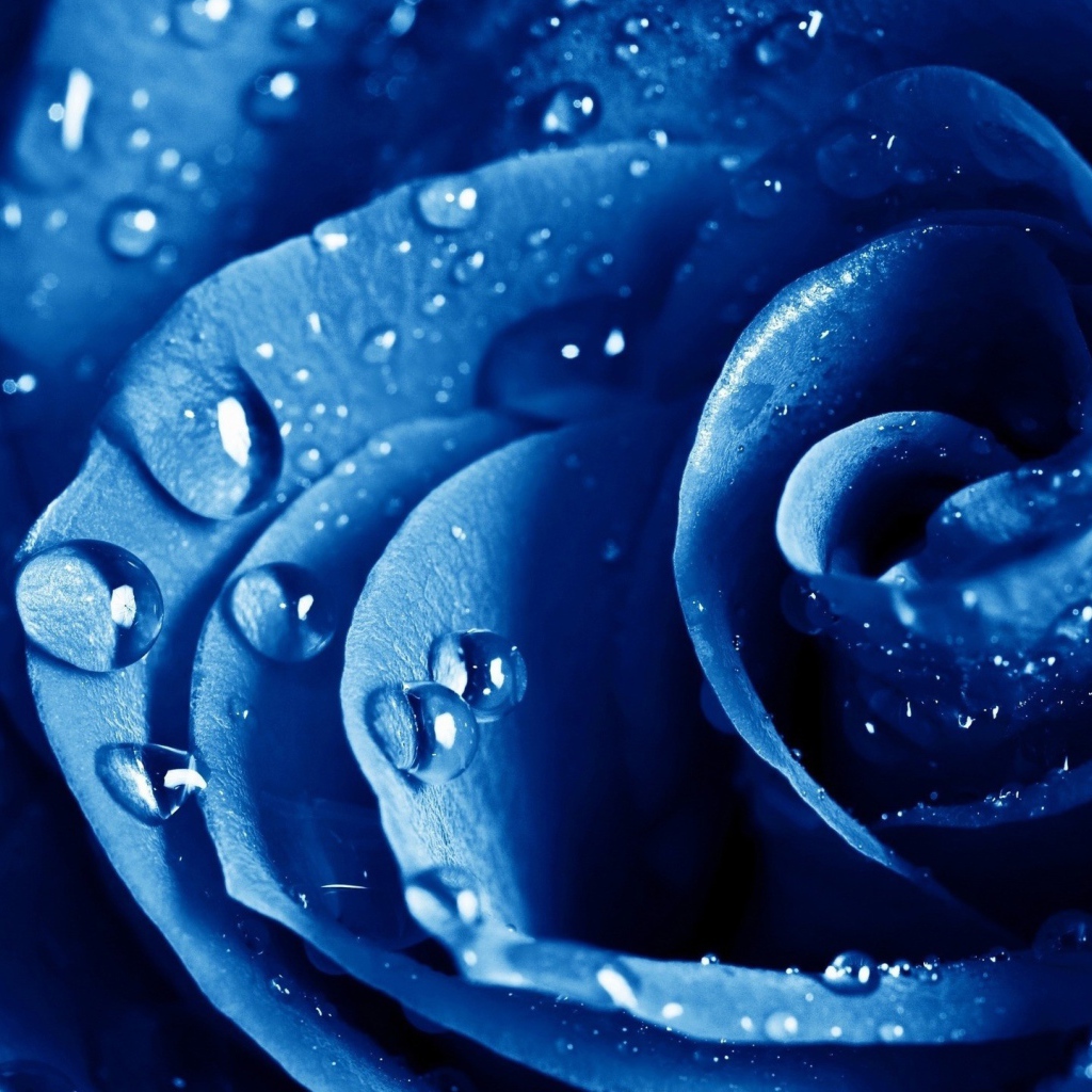 Роса на голубой розе 