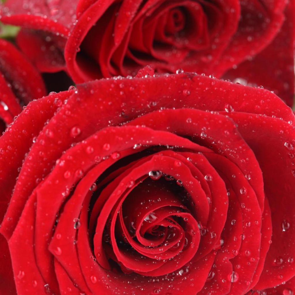 Мокрые красные розы на белом столе