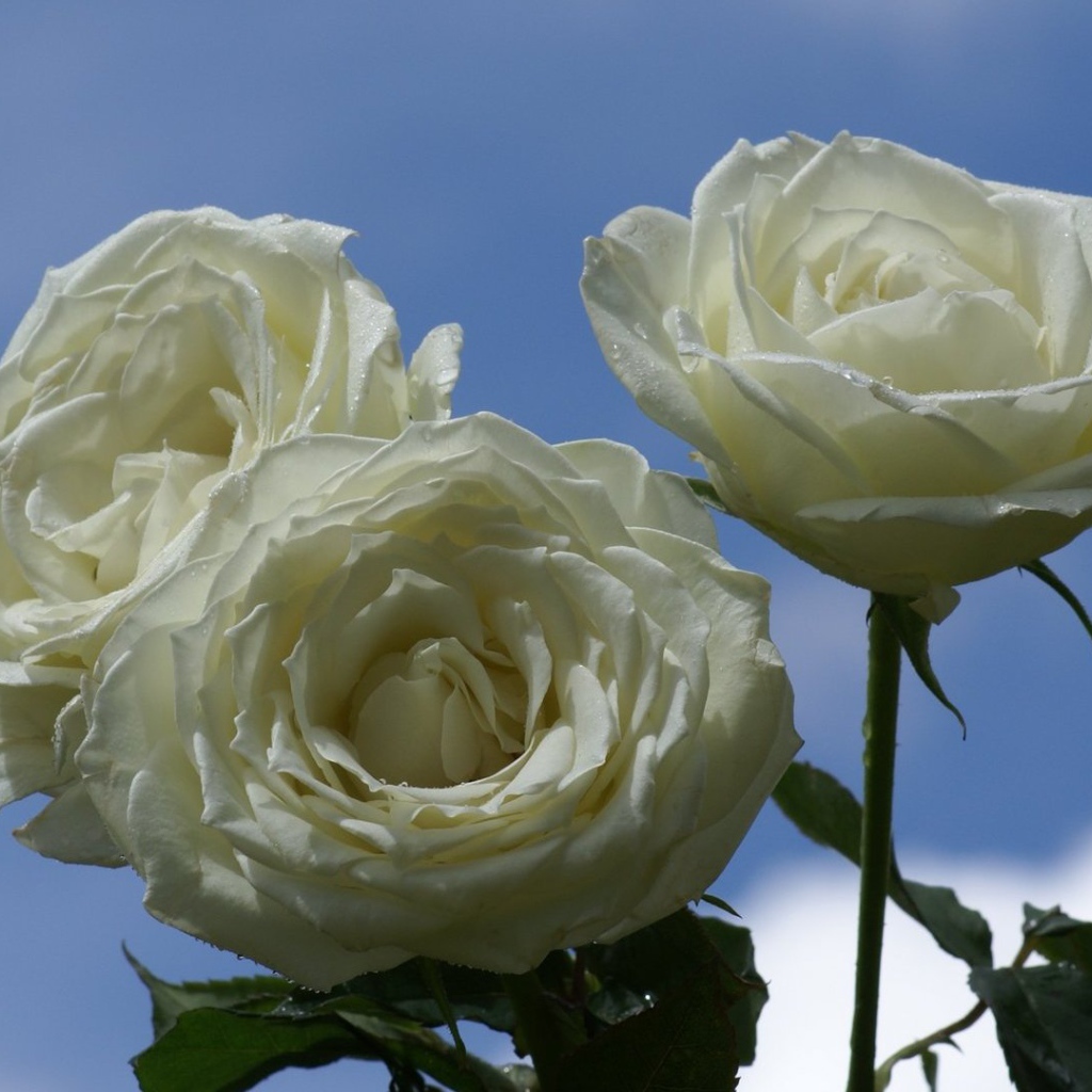 Мокрые белые розы на фоне неба