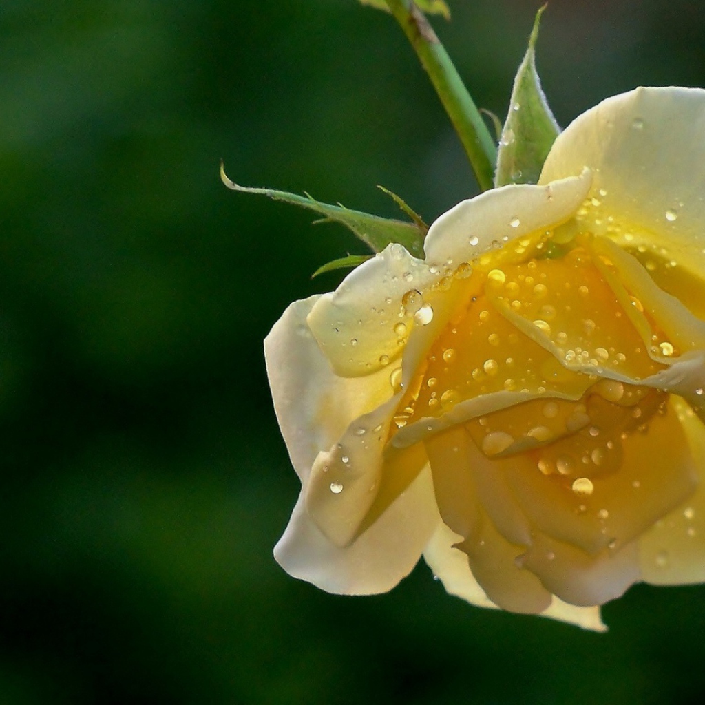 Мокрая жёлтая роза на фоне зелени