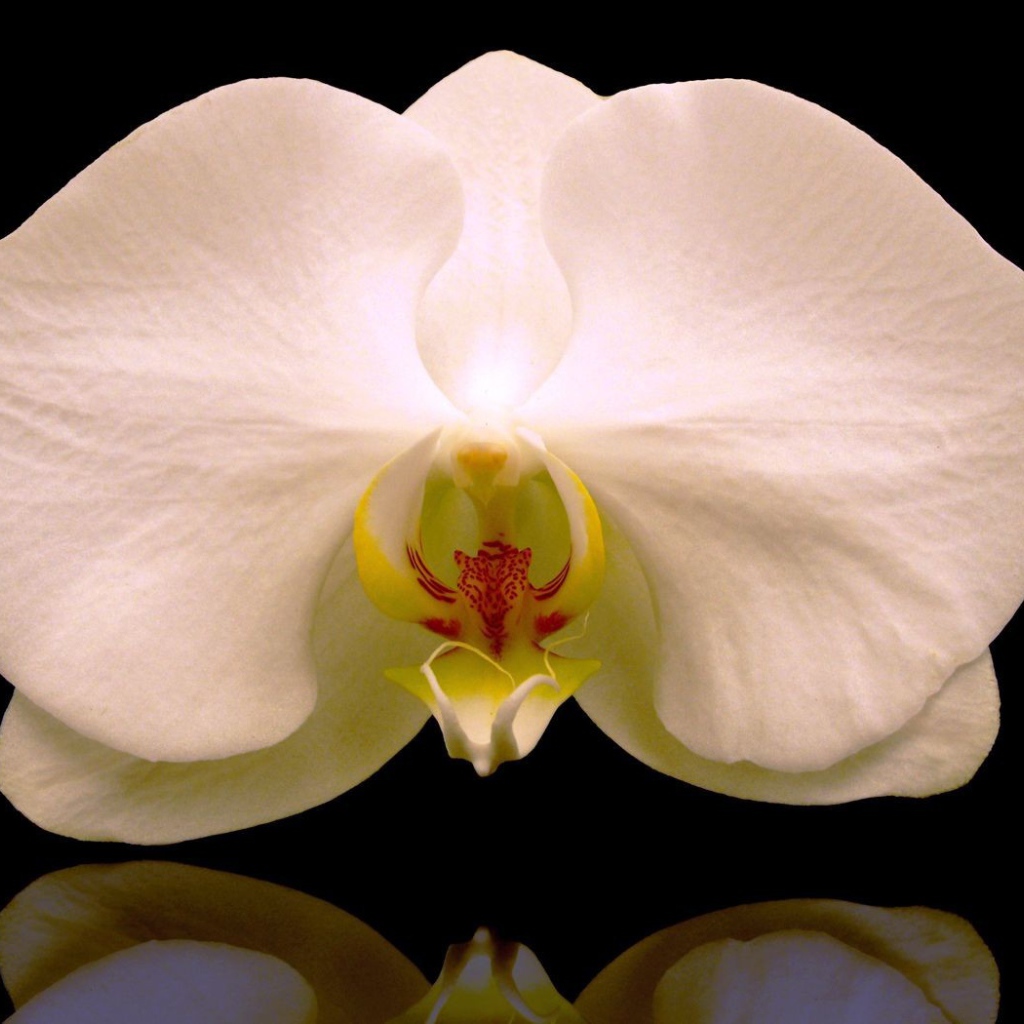 Белая орхидея на черном фоне