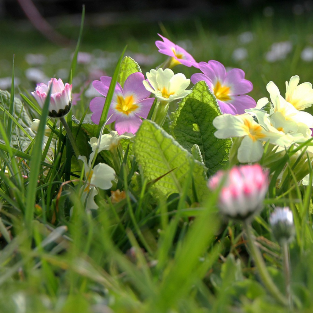 Белые и розовые весенние цветы