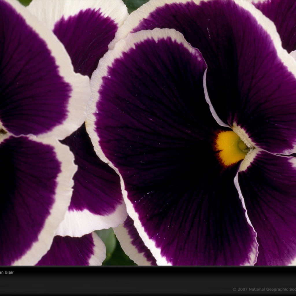 Бело фиолетовые цветы