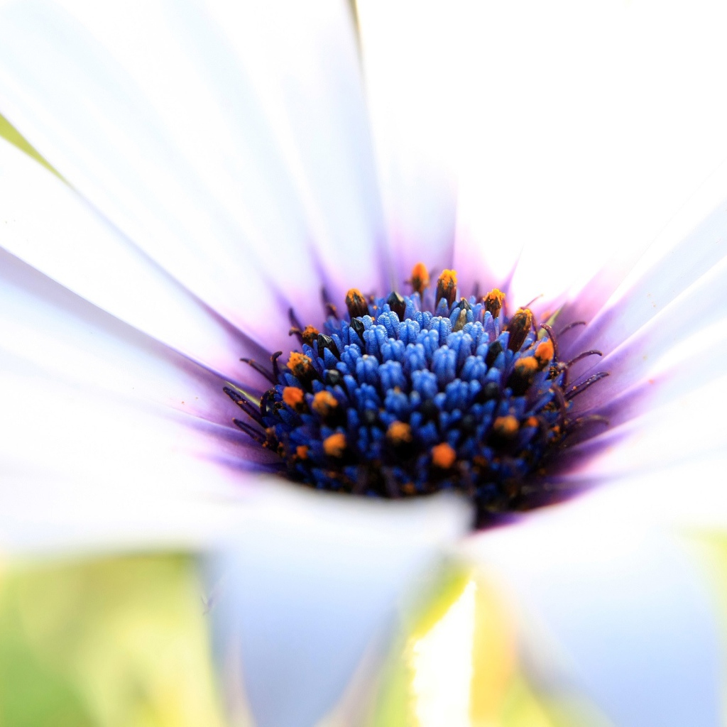 Белое великолепие 