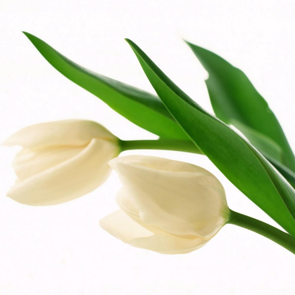 Белые бутоны