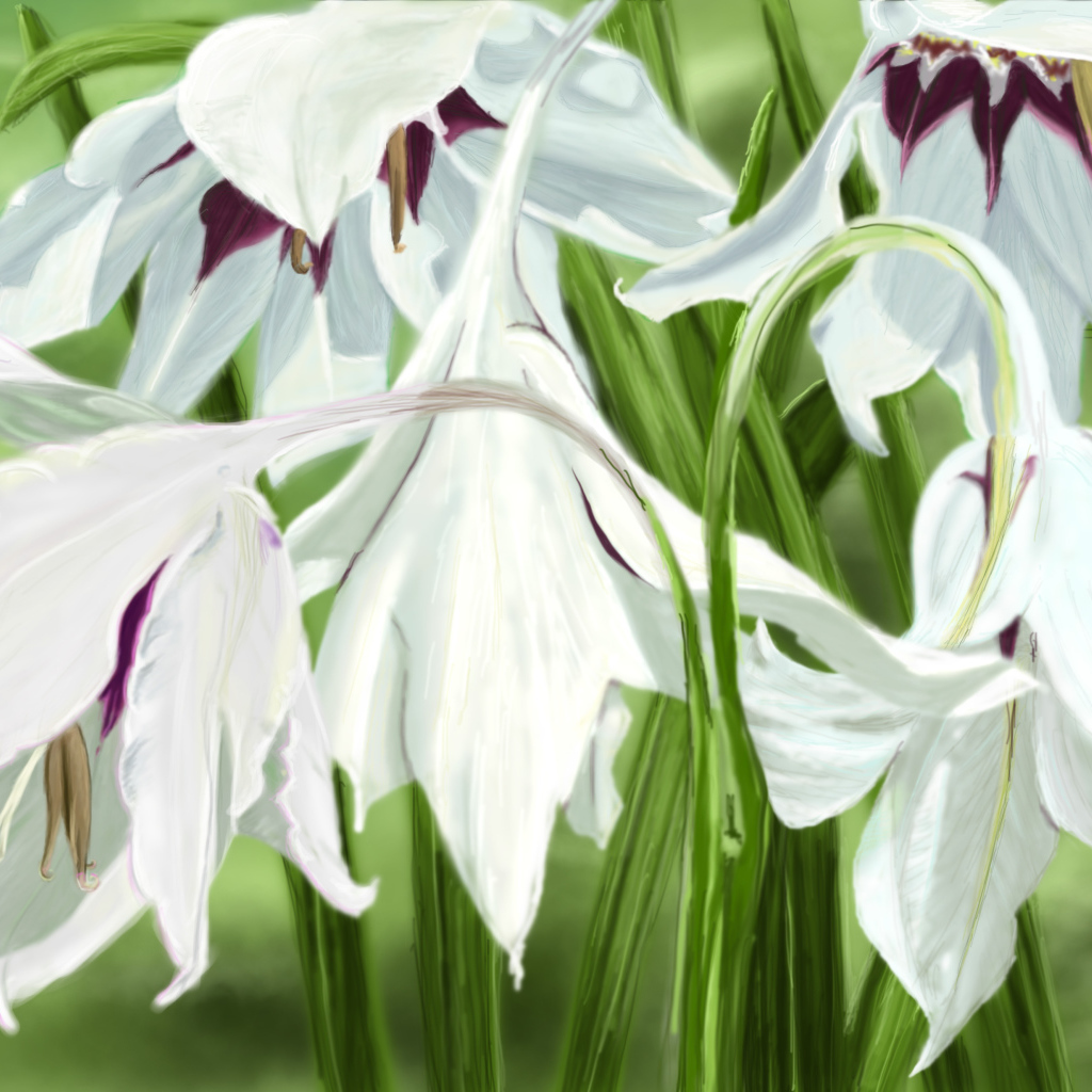 Белые цветы ирисы
