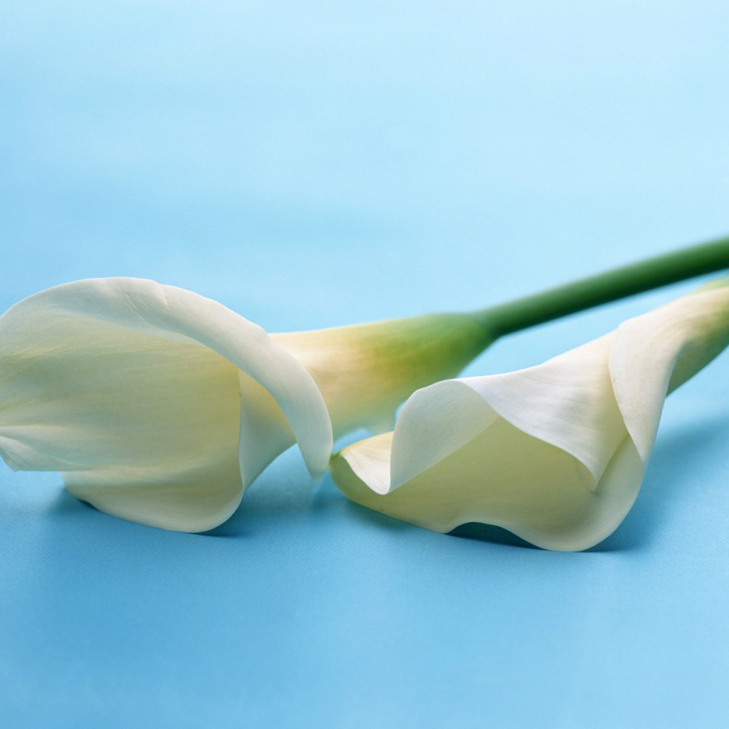 Белые цветы на белом фоне