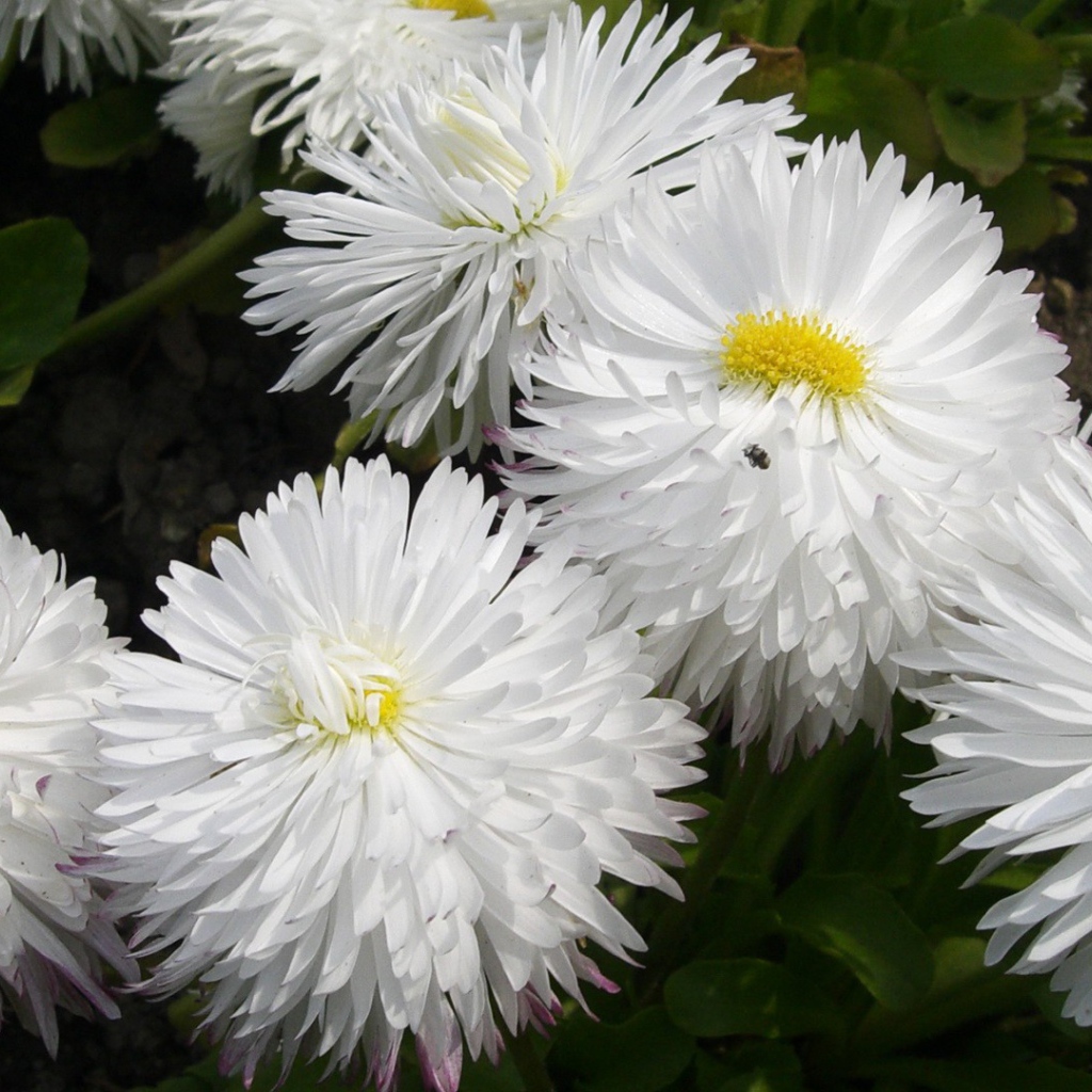 Белые пушистые цветы