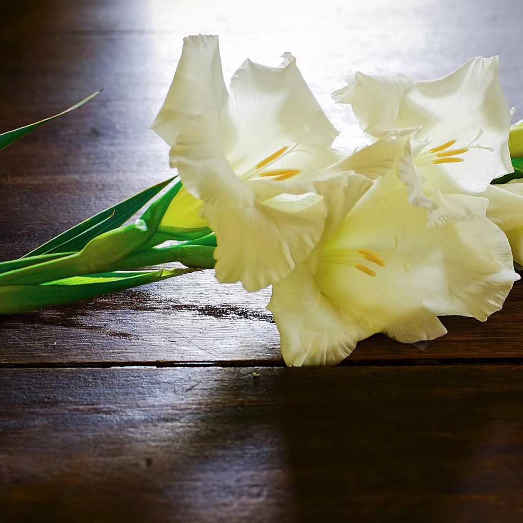 Белые гладиолусы на столе