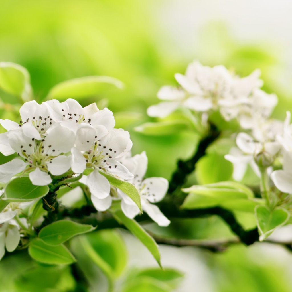 Белый цвет на зеленом фоне