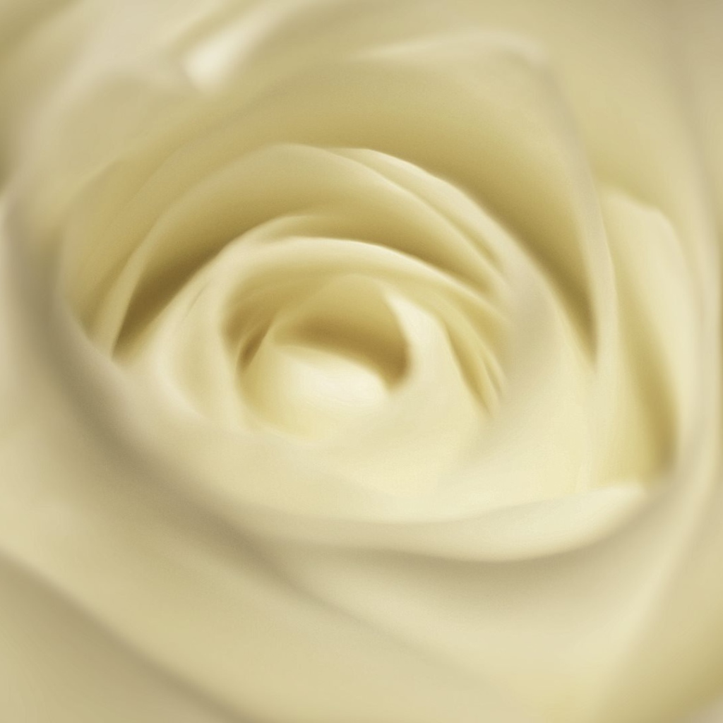 Белая роза, сердцевина крупным планом