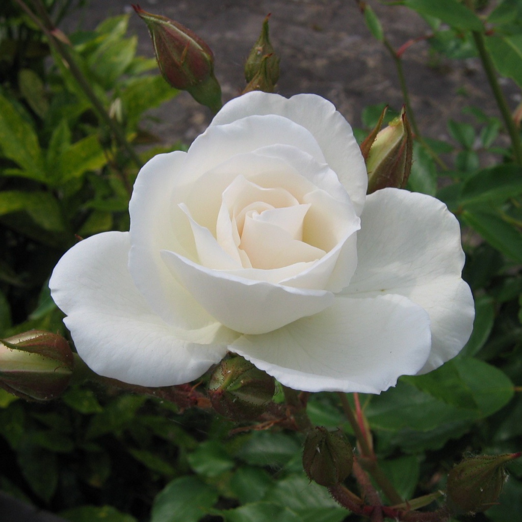 Белая роза и бутон