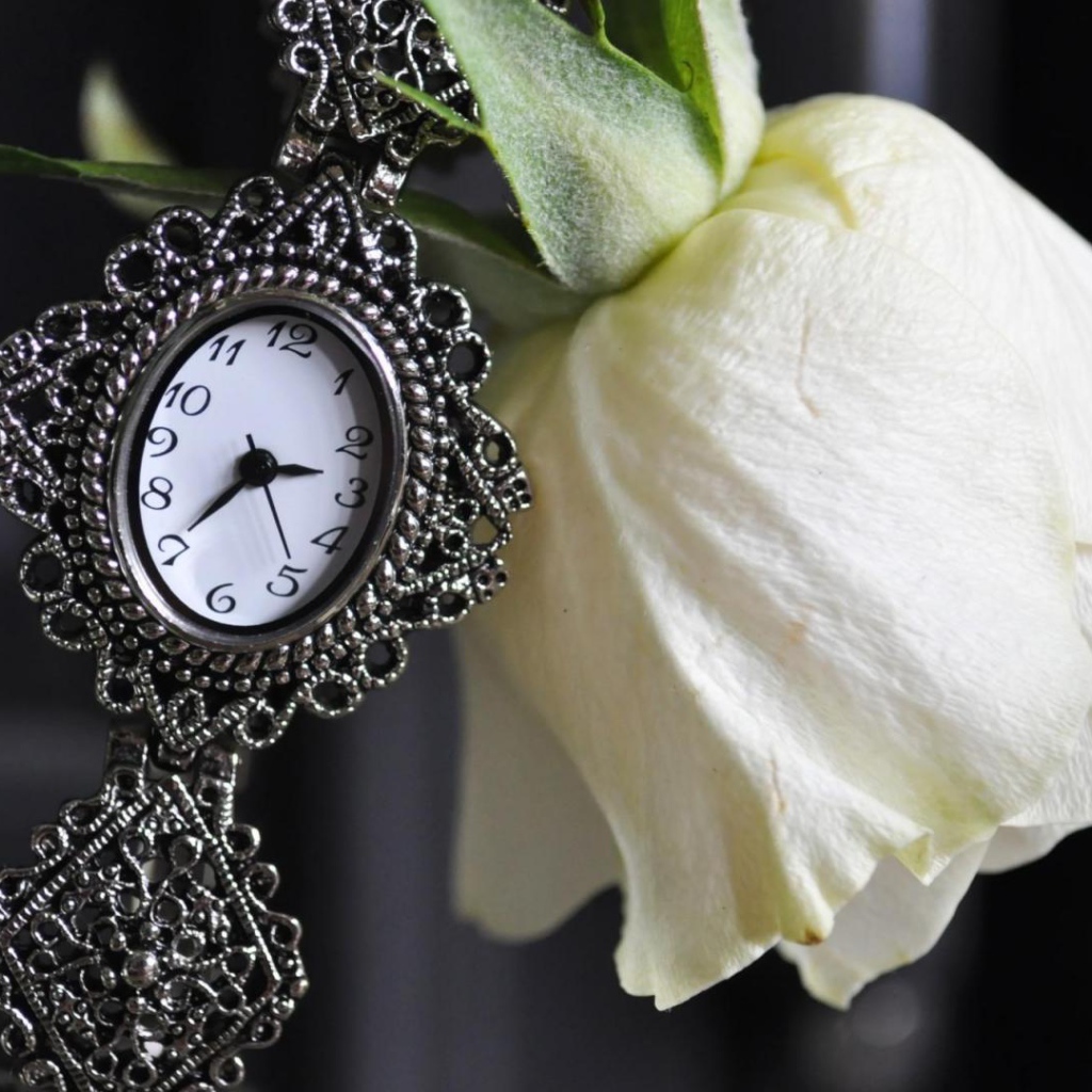 Белая роза и часы