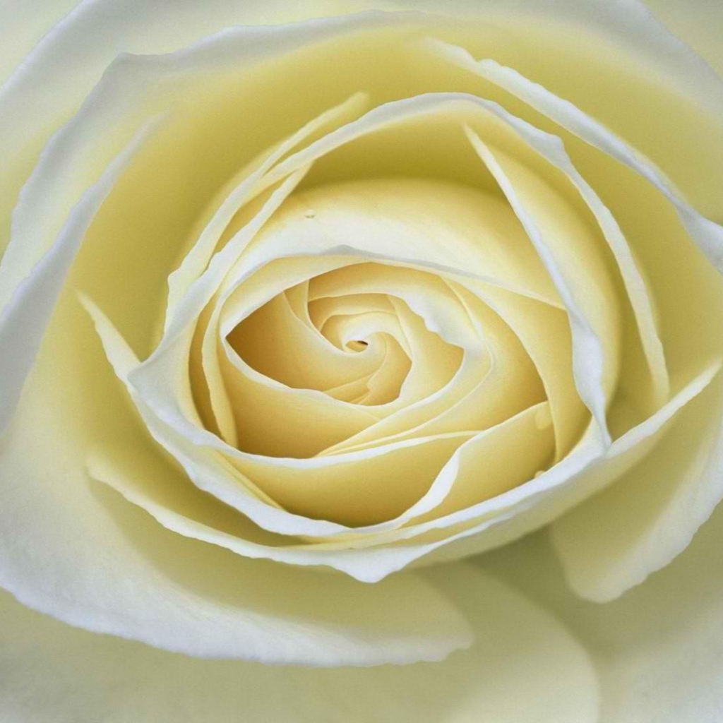 Белая роза крупным планом