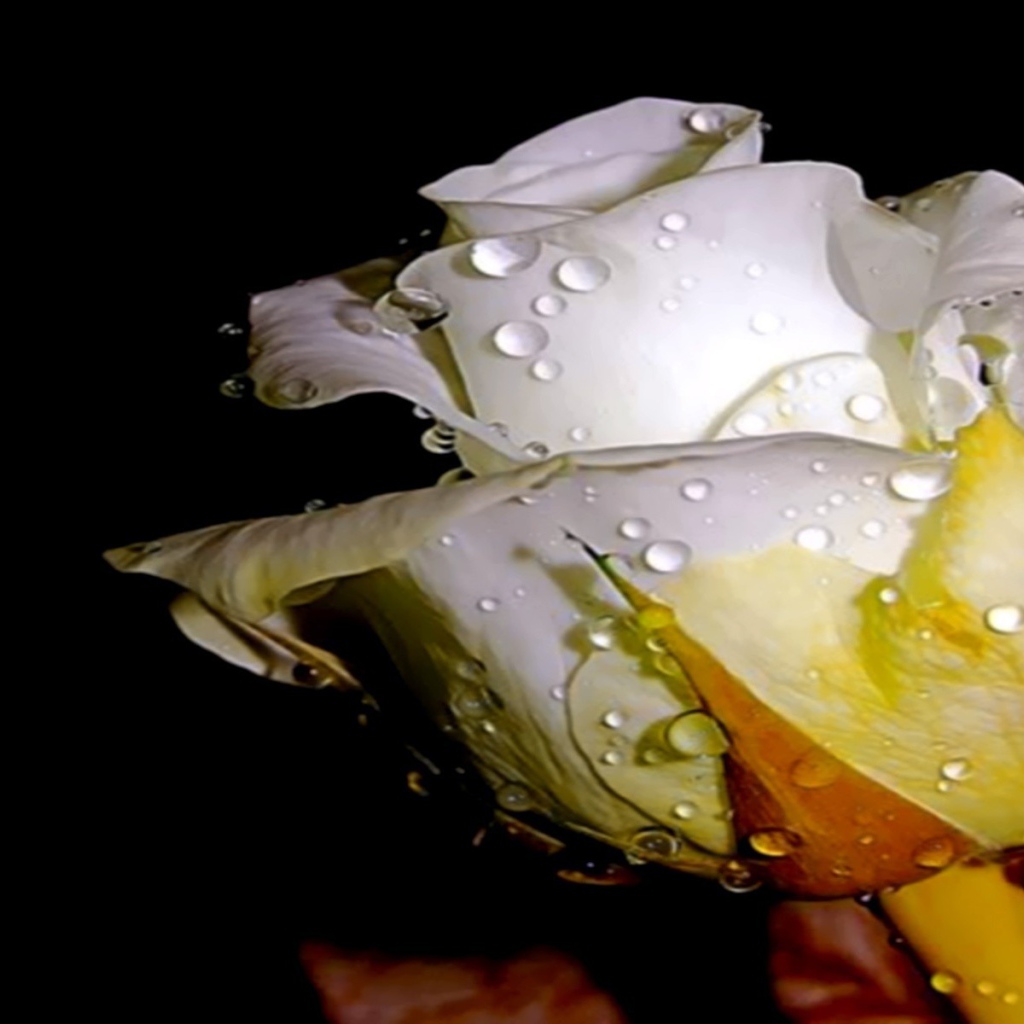 Белая роза в капельках воды