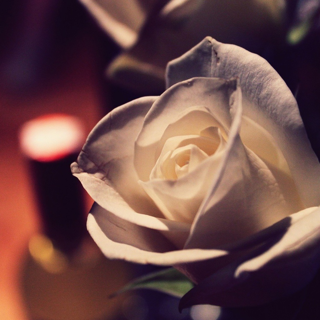 Белая роза вечером в комнате