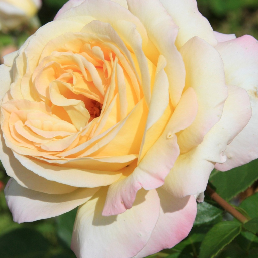 Белая роза на фоне разноцветных цветов