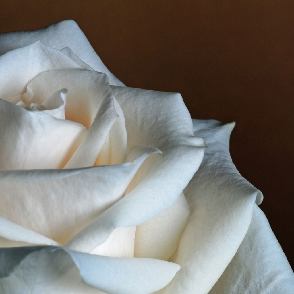 Белая роза на коричневом фоне крупным планом