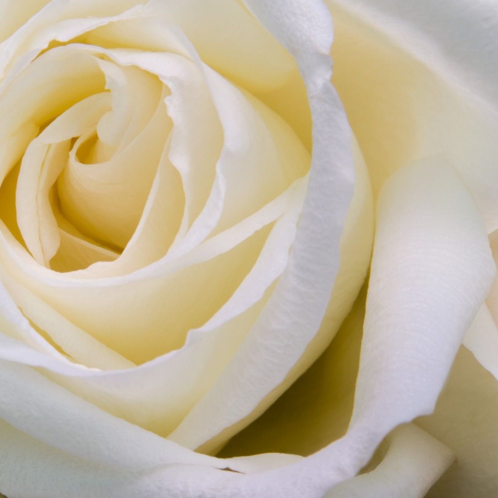 Белые розы крупным планом