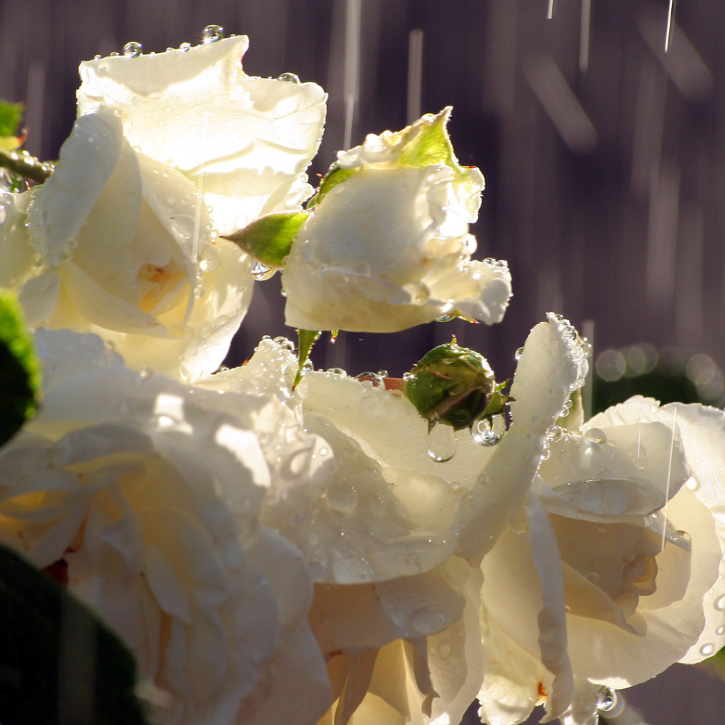 Белые розы под дождём