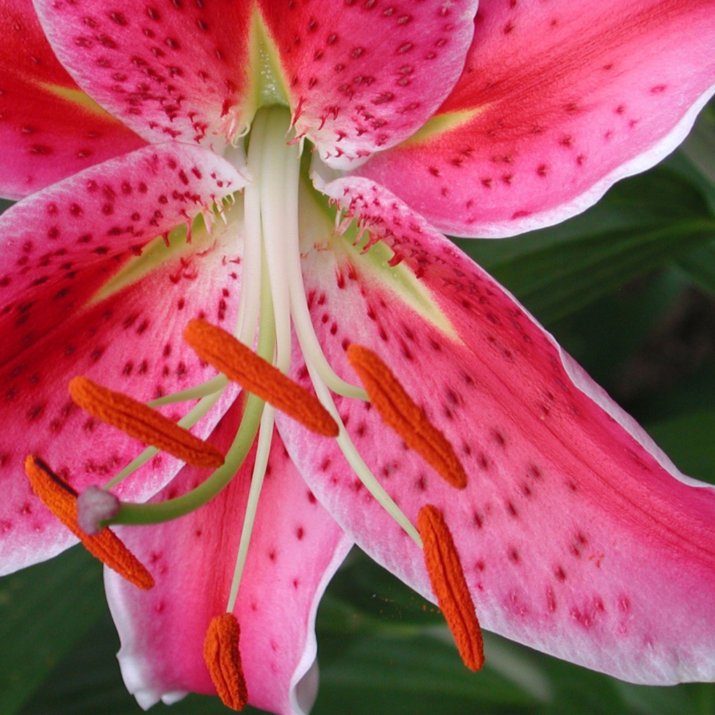 Обои с красным цветком