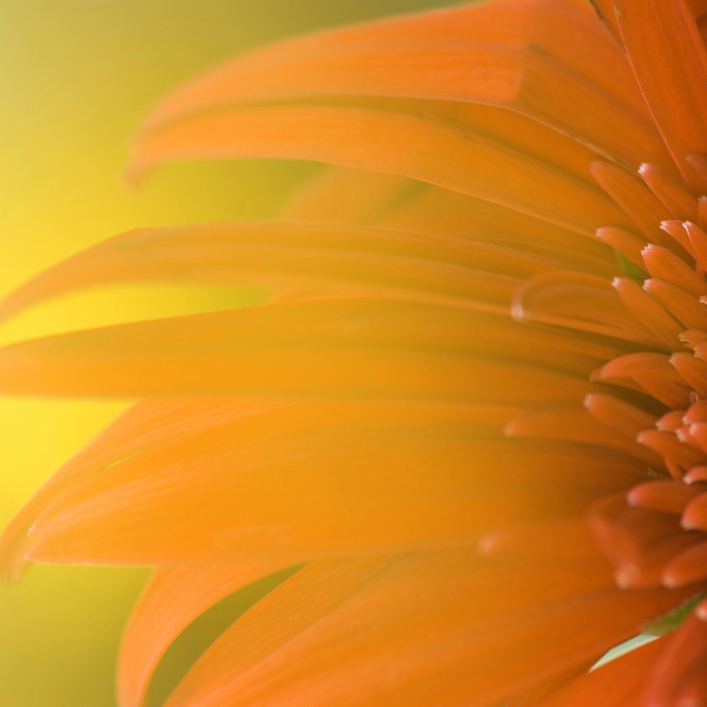 Обои с подсолнухом 